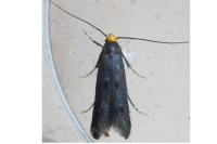 Spuleria flavicaput