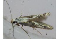 Blastodacna hellerella