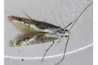 Blastodacna hellerella