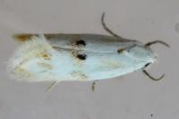 Elachista maculicerusella