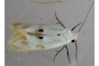 Elachista maculicerusella