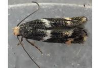 Elachista