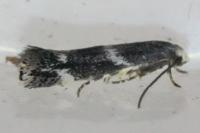 Elachista