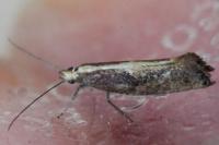 Acrolepiopsis vesperella