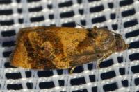 Ditula angustiorana