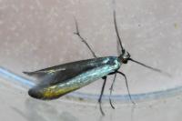 Coleophora