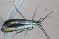 Coleophora