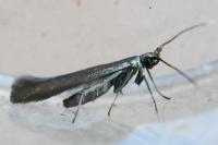 Coleophora
