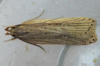 Helcystogramma triannulella