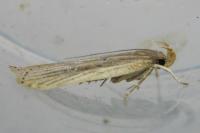 Helcystogramma triannulella