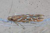 Pyroderces argyrogrammos