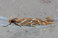 Pyroderces argyrogrammos