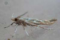 Pyroderces argyrogrammos