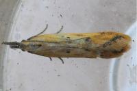 Dichomeris acuminata
