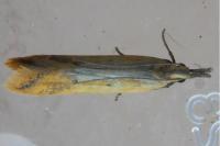 Dichomeris acuminata
