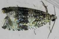 Celypha lacunana