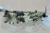 Celypha lacunana
