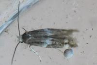Elachista canapennella