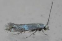 Elachista canapennella
