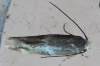 Elachista canapennella