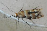 Phyllonorycter cephalariae/trifasciella