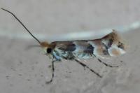 Phyllonorycter cephalariae/trifasciella