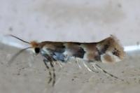 Phyllonorycter cephalariae/trifasciella