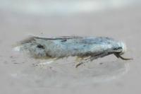 Elachista
