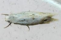 Elachista