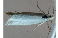 Bactra