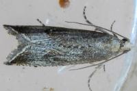 Bactra