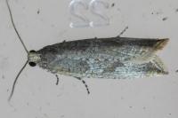 Bactra