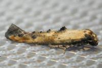 Epermenia aequidentella