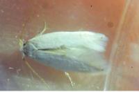 Pseudopostega