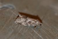Cnephasia