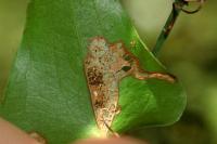 Acrolepiopsis vesperella