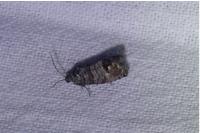 Cydia pomonella