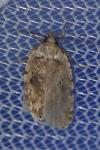 Agonopterix arenella