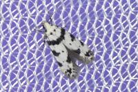 Pseudotelphusa scalella