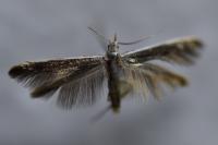 Coleophora albella