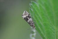Celypha lacunana