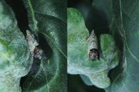 Cydia splendana