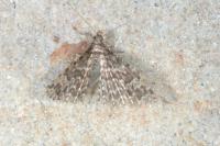 Alucita hexadactyla