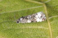 Endothenia gr. gentianaeana