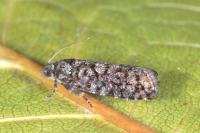 Barbara herrichiana