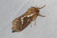 Korscheltellus lupulinus