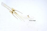 Scrobipalpa salinella