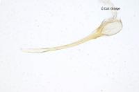 Bryotropha domestica