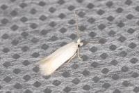 Opostega salaciella