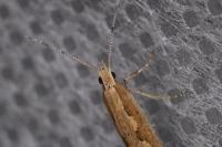 Plutella xylostella